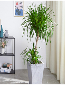 深度剖析北仑绿化养护价格，不容错过！