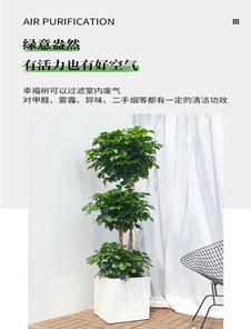 想找宁波杭州湾植物租摆？这家千万别错过！