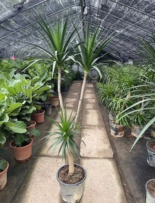 深挖宁波余姚绿植租摆方案，打造魅力空间