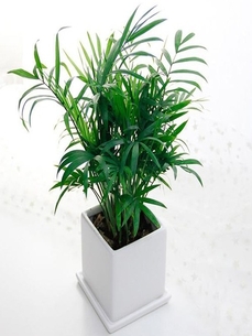 前湾绿植出租服务好