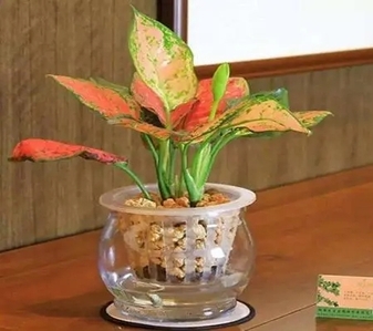 宁波前湾绿植出租，价格亲民，开启绿色生活新篇章！