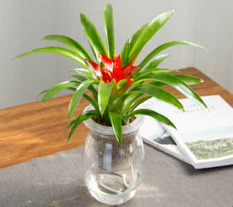 奉化植物租赁设计，塑造清新宜人的环境之选