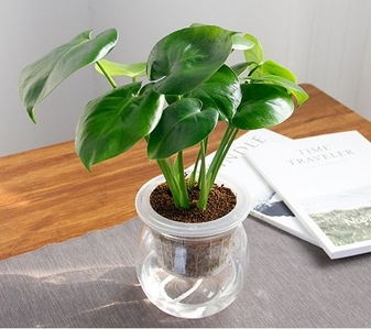 探寻宁波江北绿植租摆公司，解锁绿色租赁新体验