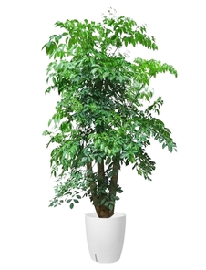 海曙花木出租价格实惠