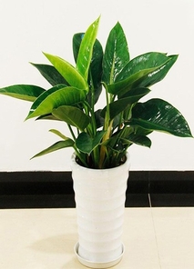 惊！宁波花木出租价格竟藏着这些秘密