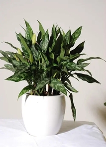 宁波奉化专业绿植租赁，焕新你的生活空间